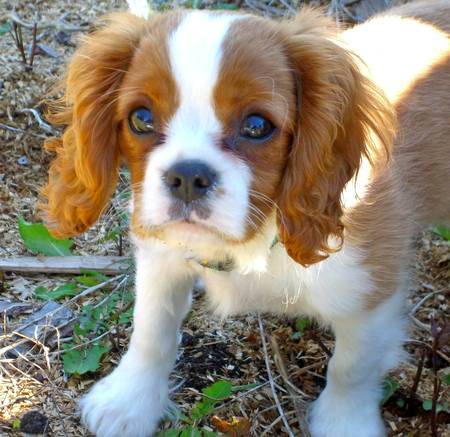 Cavalier King Charles španiel