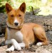 Basenji